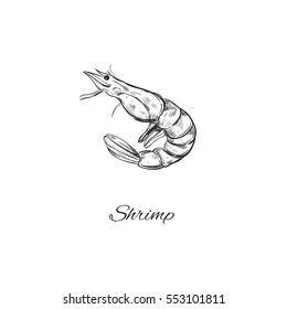Sketched styled shrimp. Vector illustration