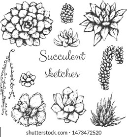 Sketched succulents vector set, hand drawn different succulent types.