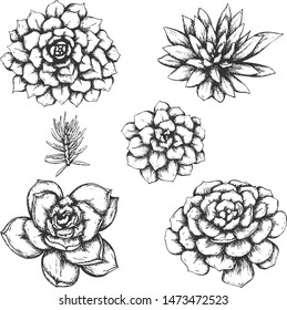 Sketched succulents vector set, hand drawn different succulent types.