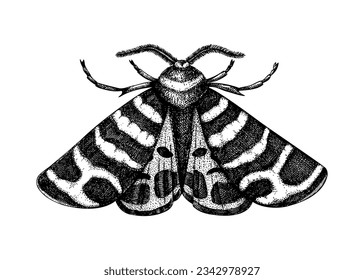 Ilustración de la polilla Tiger esbozada. Mariposa dibujada a mano en estilo vintage. Dibujo vectorial entomológico de insectos aislados en fondo blanco.