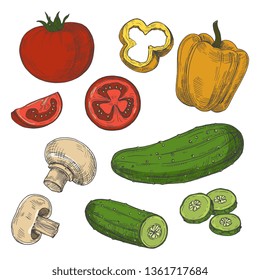 Sketched tomatoes, cucumbers, mushrooms and sweet pepper vector isolated on white background