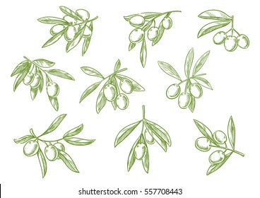 Sketched tree branch and olives bunch. Symbol for olive oil bottle label or Italian, Mediterranean, Greek or Spanish cuisine