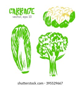 Sketched vegetable illustration of cabbage. Hand drawn brush food ingredient. Vector bio icon, logo design template. Concept for organic products, harvest, healthy food, vegetarian, raw food diet. 