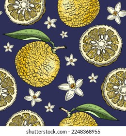Sketched yuzu background with decorative fruit, leaves, and flowers in engraving style. Hand-drawn citrus plant seamless pattern in color. Asian citron botanical design for print. 