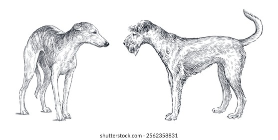 Sketches of airedale terrier and greyhound dogs standing and looking, realistic hand drawing, vector illustration