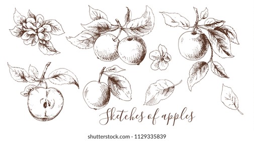 Sketches of apple