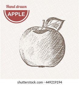 Sketches apple composition. Hand drawn apple. Vintage sketch style illustration.
