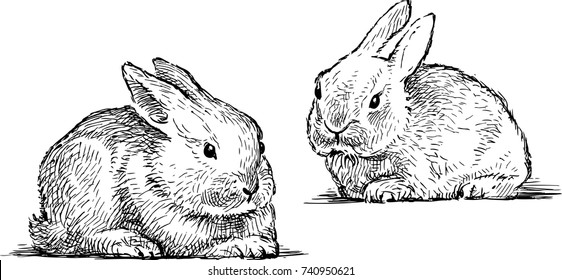 Sketches of the baby rabbits