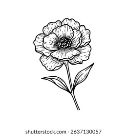Sketches of blooming floral plants. Hand drawn vintage peony flowers and leaves in line art style. Vector botanical engraving on white background