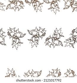 Sketches of brown hazelnuts on a white background, collected in stripes. Seamless pattern.