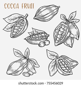 Sketches of cacao plant or cocoa beans on pod with leaf. Monochrome tropical sketches of food, criollo or trinitario, forastero harvest. Garden and coffee, botany and fruit, vegetarian theme