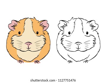 Sketches of cavys on white background. Cavy in color.