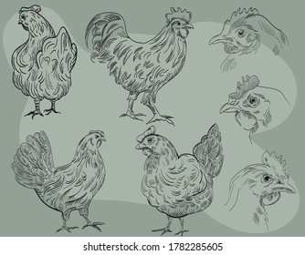 Sketches of chickens. Vector farm illustration of poultry, hens, roosters. Full length chicken and chicken portrait. Vintage brown chicken hand drawing