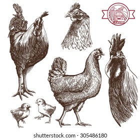 Sketches of cocks, hens and chickens on a white background