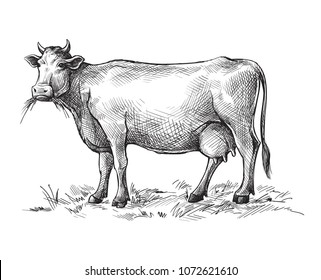 sketches of cow drawn by hand. livestock. cattle. animal grazing vector illustration