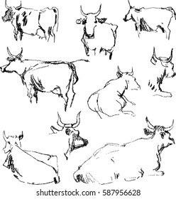sketches of the cows