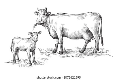 sketches of cows and calf drawn by hand. livestock. cattle. animal grazing. vector illustration