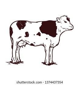 sketches of cows drawn by hand. livestock. cattle. animal grazing