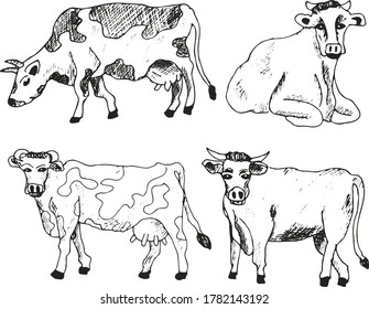 sketches of cows drawn by hand. livestock. cattle. animal grazing