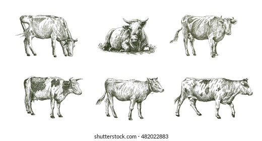 sketches of cows drawn by hand. livestock. cattle. animal grazing