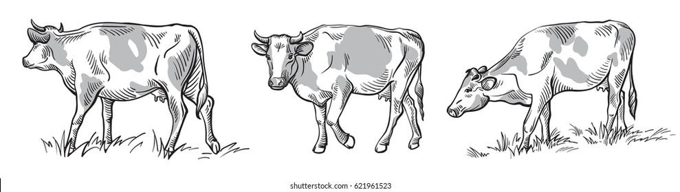 sketches of cows drawn by hand. livestock. cattle. animal grazing