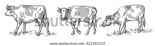 Sketches Cows Drawn By Hand Livestock Stock Vector (Royalty Free) 621961523