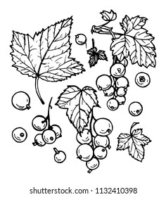 Sketches of currant by hand. Vector illustration.