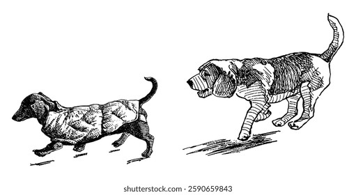 Sketches of dachshund and pointer dogs running, realistic hand drawing, vector illustration isolated on white