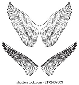 Sketches of decorative mythological angel wings