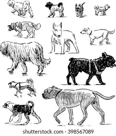 sketches of different dogs