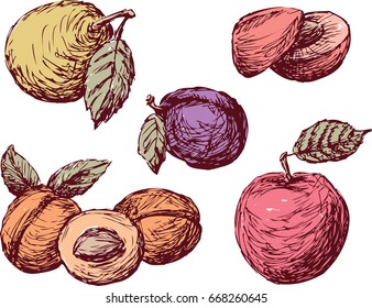 sketches of the different fruit