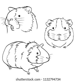 Sketches of different guinea pigs on white background. Set of drawn guinea pigs.