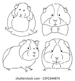 Sketches of different guinea pigs sketches on white background. Set of drawn guinea pigs by free hand. Animals sketches drawn by hand.