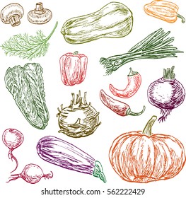 sketches of the different ripe vegetables