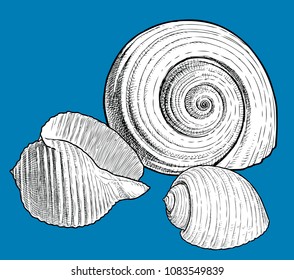 Sketches of the different seashells. All objects isolated