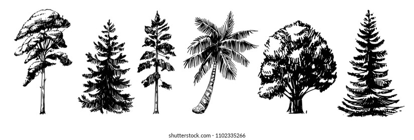 Bocetos de diferentes tipos de árboles. Boceto dibujado a mano convertido en Vector