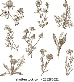 Sketches of different  wildflowers collection, realistic hand drawings, vector illustration isolated on white