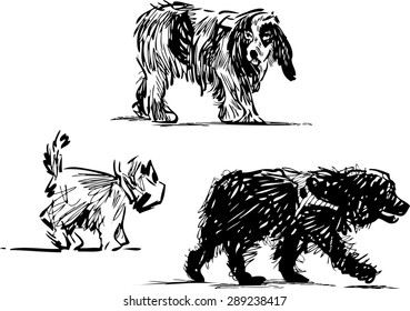 sketches of dogs