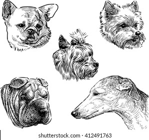 sketches of the dogs heads