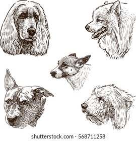 sketches of the dogs heads