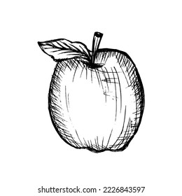 Sketches and engravings apples composition. Set of hand drawn apple. Vintage sketch style illustration.