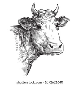 sketches of face cow drawn by hand. livestock. cattle. animal grazing vector illustration