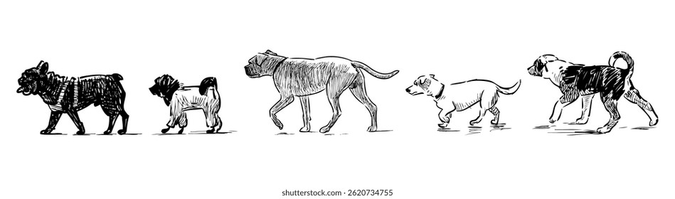Sketches of five dogs different breeds walking in row, realistic doodle hand drawing, vector illustration isolated on white