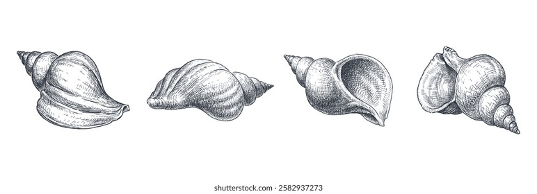 Sketches of four big seashells, realistic hand drawing, vector illustration isolated on white