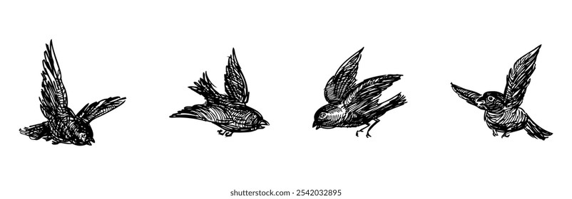 Bocetos de cuatro gorriones voladores, ilustración dibujada a mano de Vector aislada en blanco
