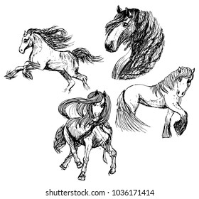 sketches of four horses.