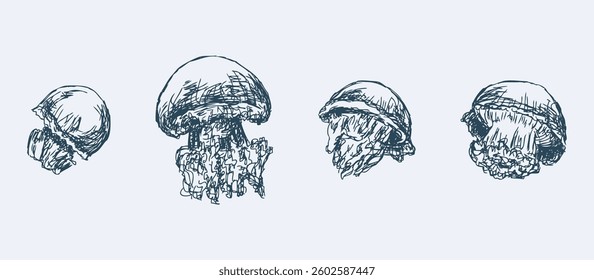 Sketches of four jellyfish, vector illustration isolated on white