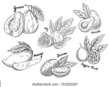 Sketches of fruits for vegetarian food or nutrition. Set of isolated guava and avocado or alligator pear, passion fruit or maracuya, durian or durio, common fig and mango. Agriculture theme