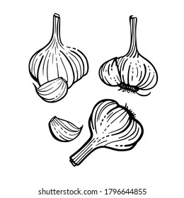 Sketches of garlic. Hand drawn vector set.