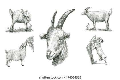 sketches of goat drawn by hand. livestock. animal grazing